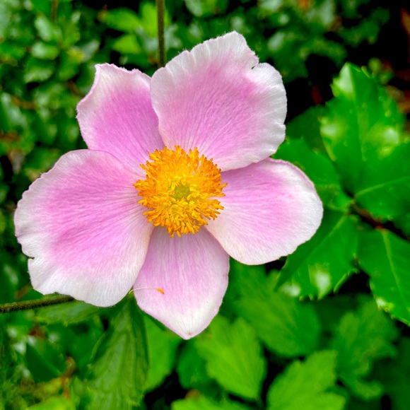 Meet your Posher, Andrea - Picture 1 of 1